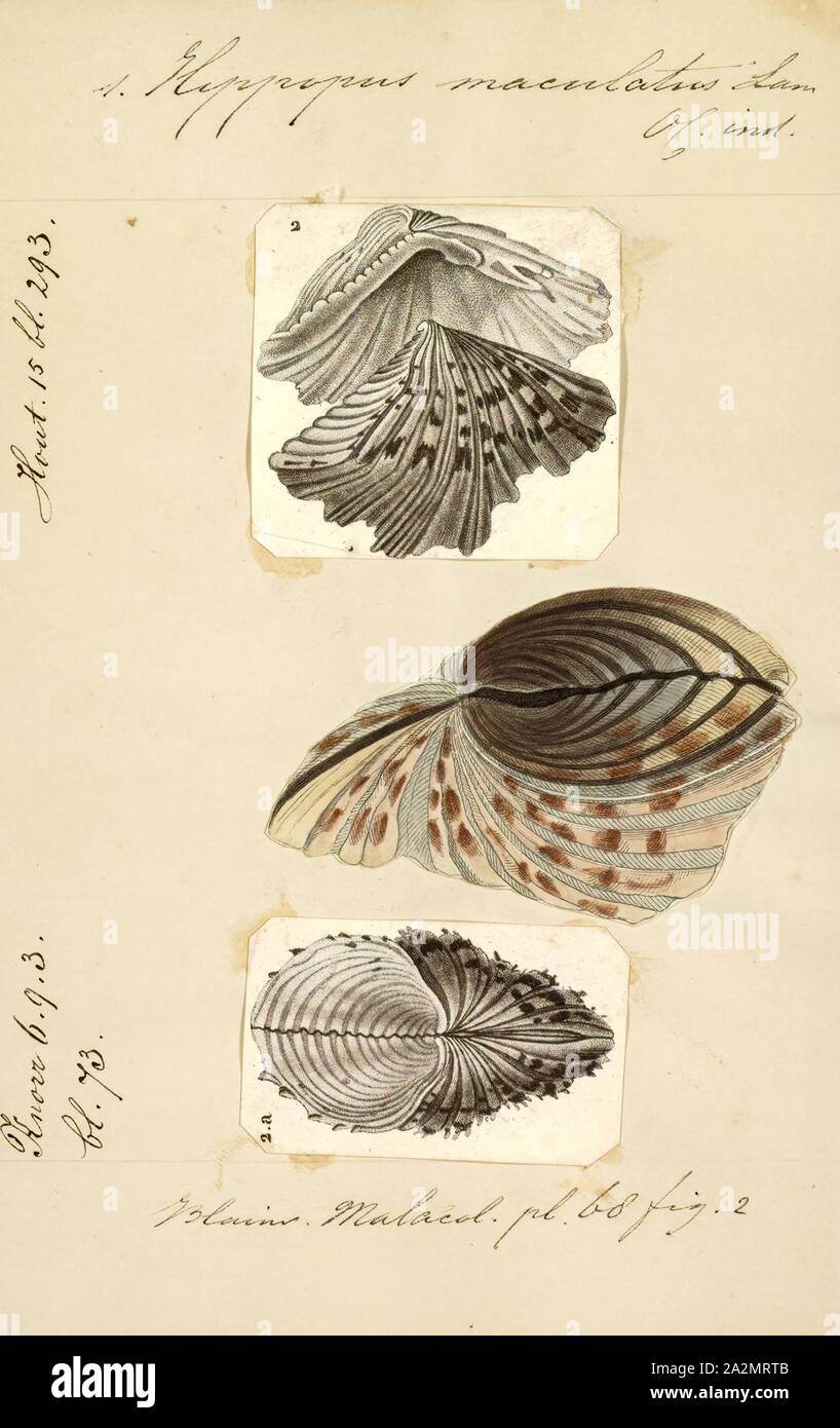 Hippopus maculatus, Print, Hippopus is a genus of large tropical saltwater clams, marine bivalve molluscs in the subfamily Tridacninae, the giant clam subfamily Stock Photo