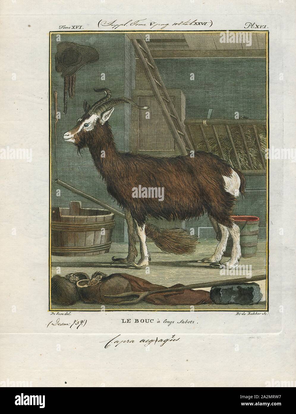 Hircus aegagrus, Print, with long hooves Stock Photo