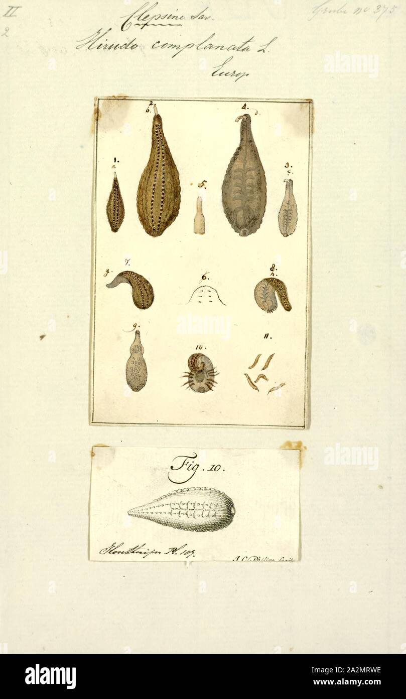 Hirudo complanata, Print, Hirudo is a genus of leeches of the family Hirudinidae. It was described by Linnaeus in 1758 Stock Photo