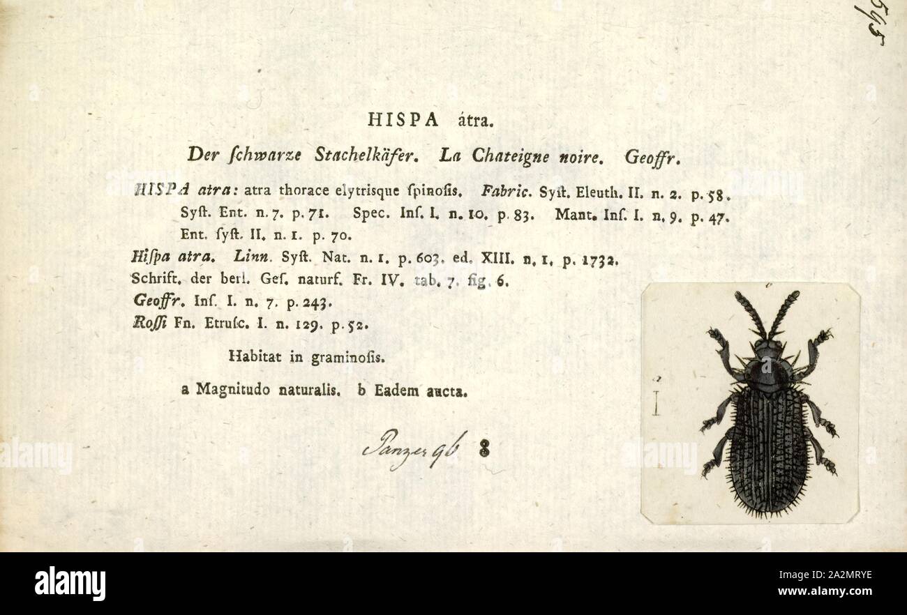 Hispa, Print, Hispa is a genus of the subfamily Cassidinae, in the beetle family Chrysomelidae Stock Photo