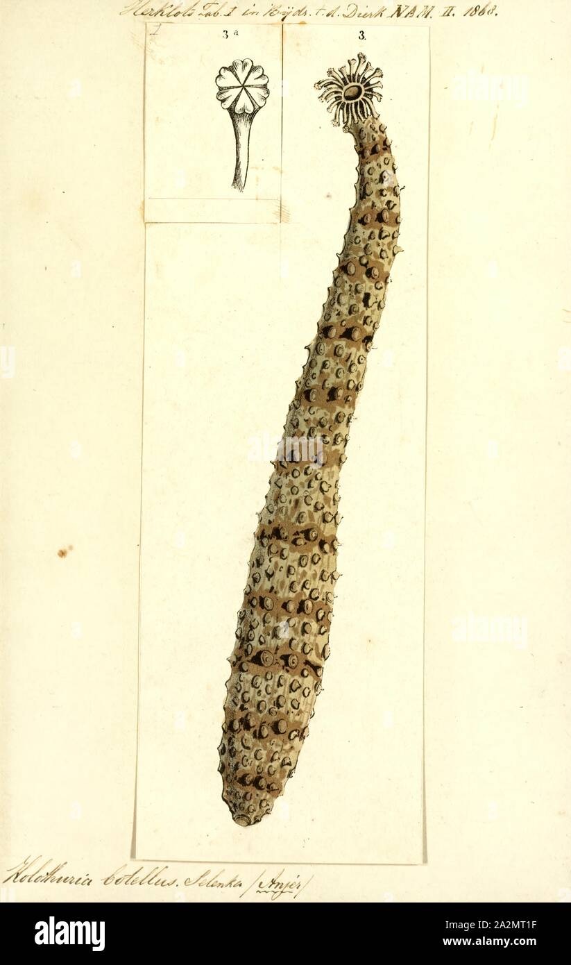 Holothuria botellus hires stock photography and images Alamy