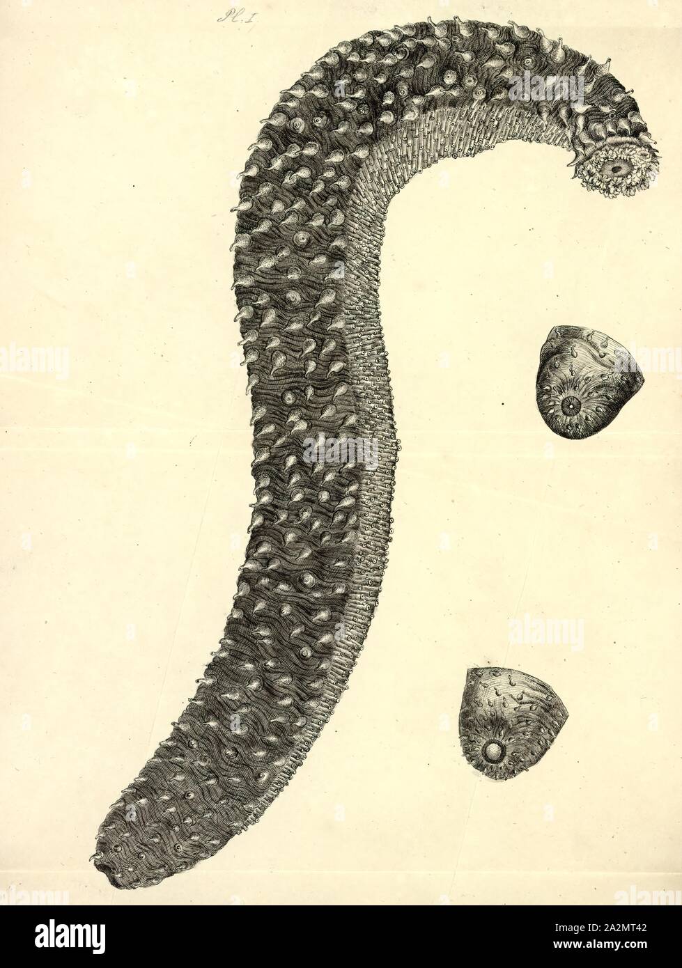 Holothuria tubulosa, Print, Holothuria tubulosa, the cotton-spinner or tubular sea cucumber, is a species of sea cucumber in the family Holothuriidae. It is the type species of the genus Holothuria and is placed in the subgenus Holothuria, making its full name Holothuria (Holothuria) tubulosa Stock Photo
