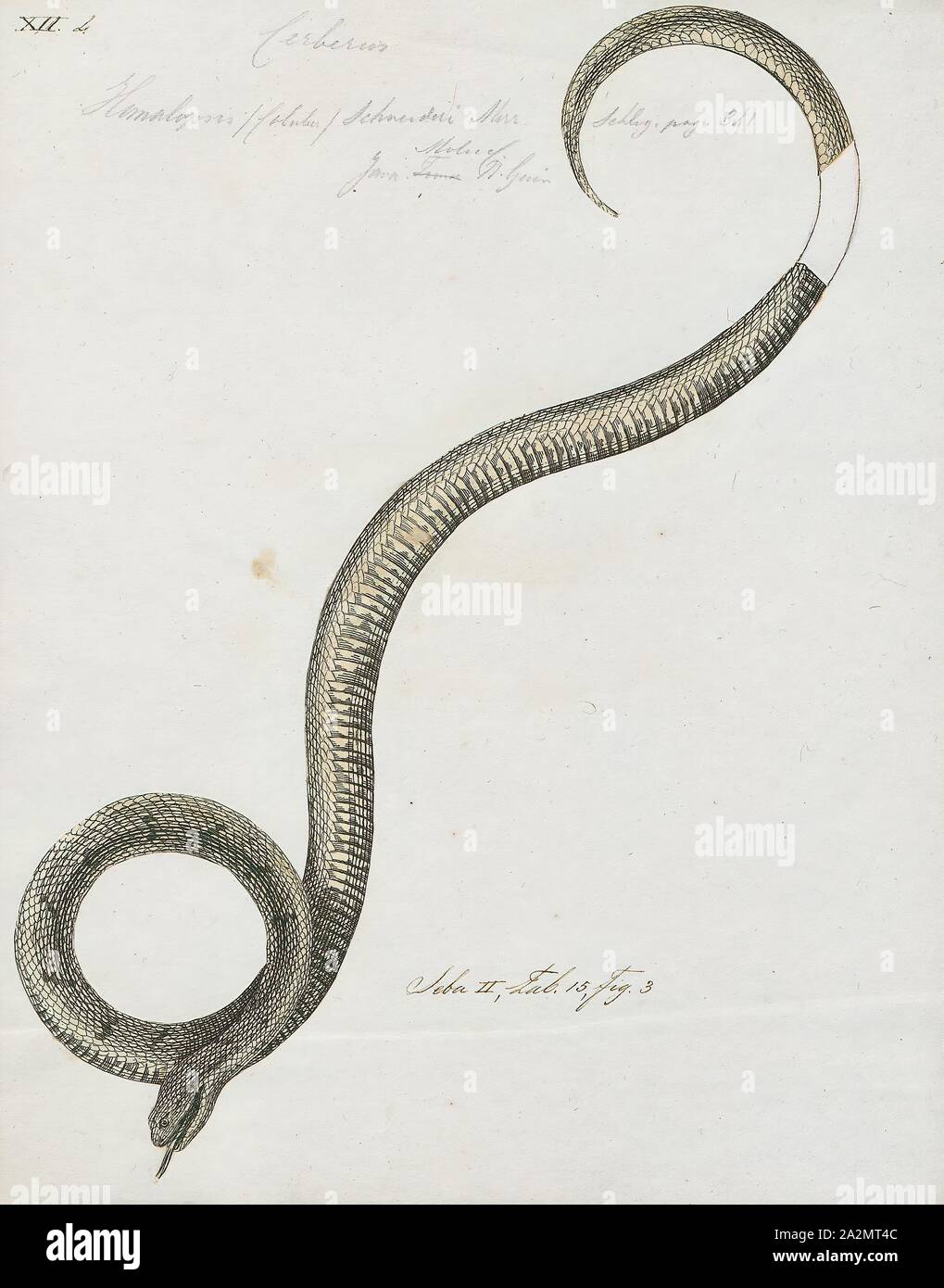 Homalopsis (Coluber) schneideri, Print, 1734-1765 Stock Photo