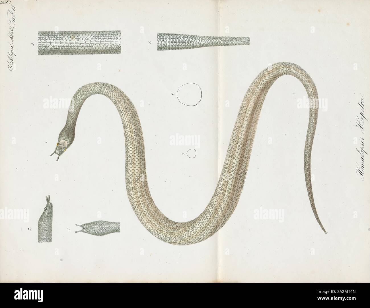 Homalopsis herpeton, Print, Homalopsis is a genus of snakes of the family  Homalopsidae. The genus is restricted to South East Asia and includes five  currently recognized species. Like all members of the
