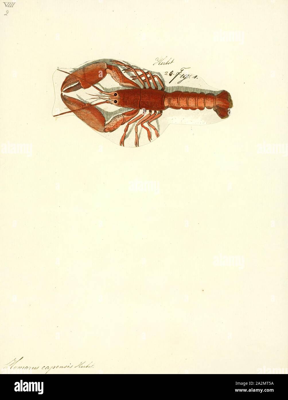 Homarus capensis, Print, The Cape lobster, Homarinus capensis, is a species of small lobster that lives off the coast of South Africa, from Dassen Island to Haga Haga. Only a few dozen specimens are known, mostly regurgitated by reef-dwelling fish. It lives in rocky reefs, and is thought to lay large eggs that have a short larval phase, or that hatch directly as a juvenile. The species grows to a total length of 10 cm (3.9 in), and resembles a small European or American lobster; it was previously included in the same genus, Homarus, although it is not very closely related to those species, and Stock Photo