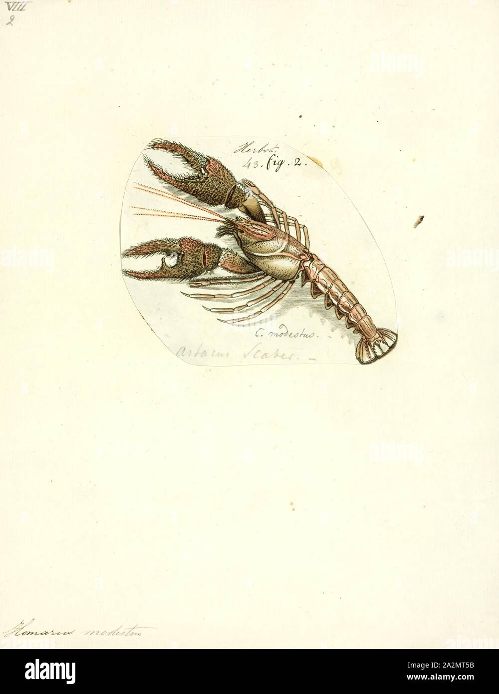 Homarus modestus, Print, Homarus is a genus of lobsters, which include the common and commercially significant species Homarus americanus (the American lobster) and Homarus gammarus (the European lobster). The Cape lobster, which was formerly in this genus as H. capensis, was moved in 1995 to the new genus Homarinus Stock Photo