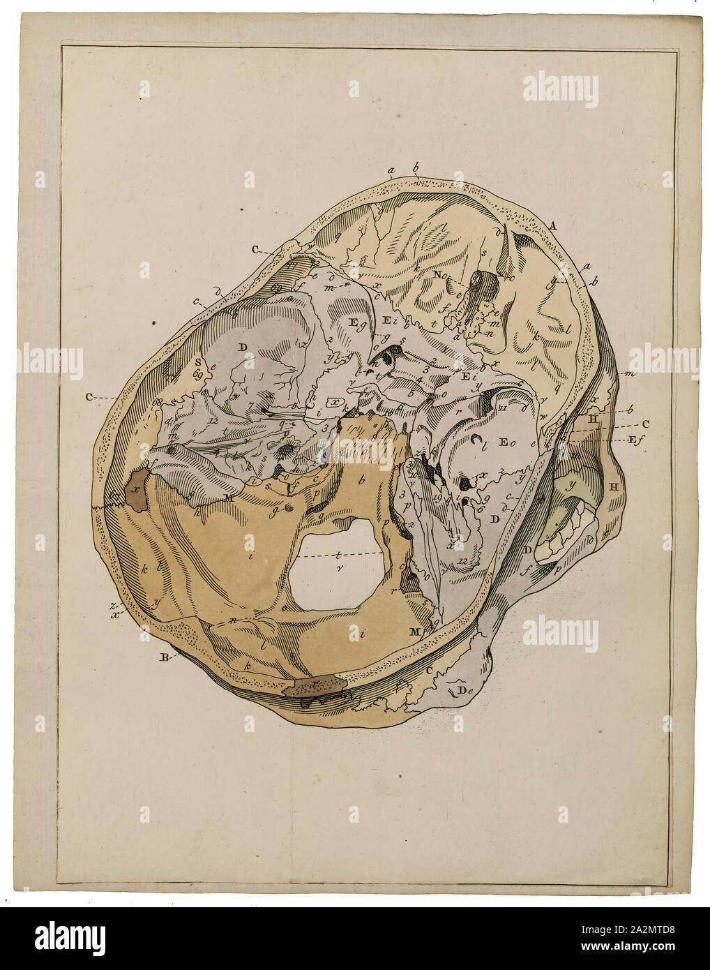 Homo sapiens sapiens skull hi-res stock photography and images - Alamy