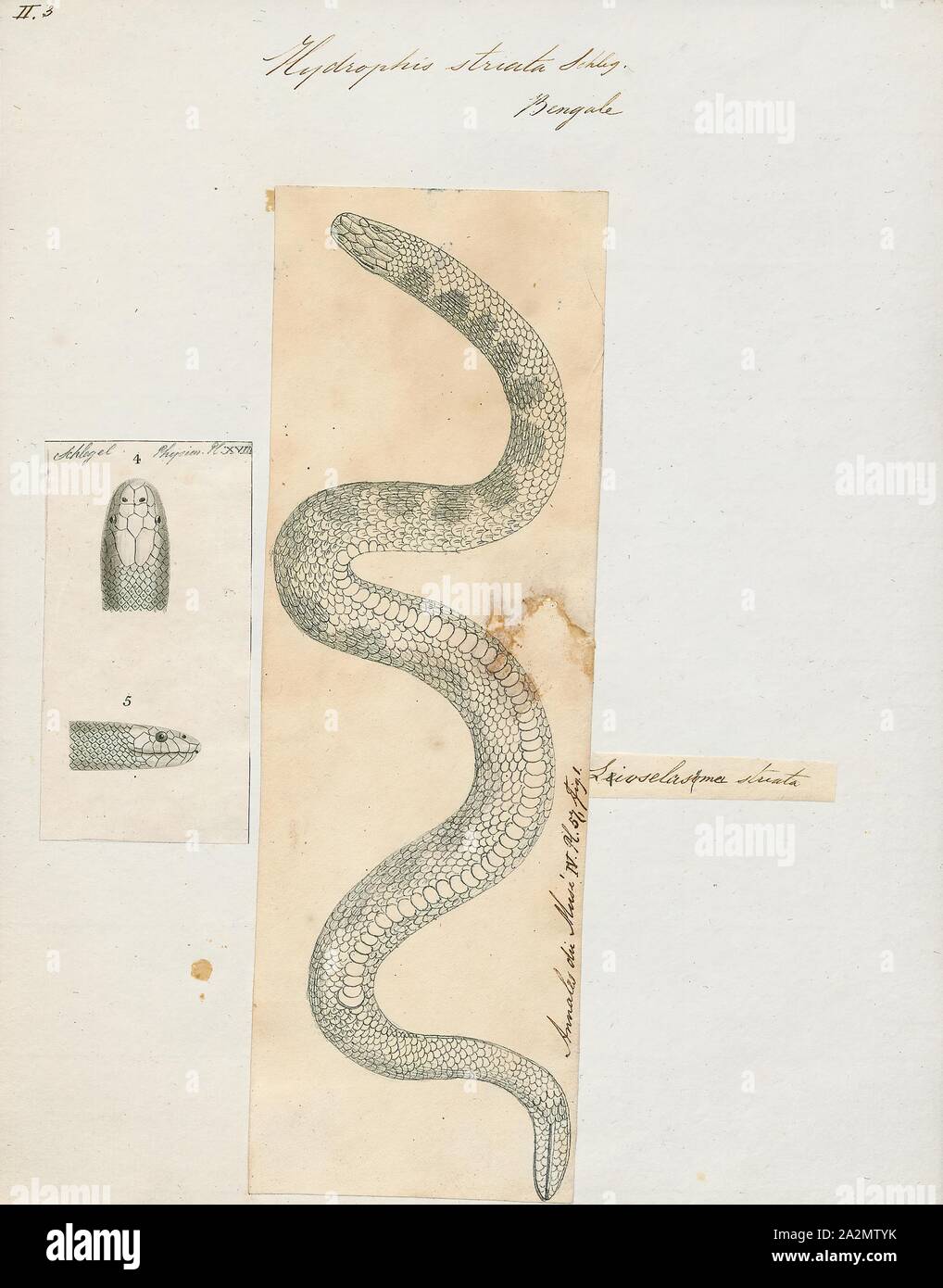 Hydrophis striata, Print, Hydrophis is a genus of sea snakes. They are typically found in Indo-Australian and Southeast Asian waters., 1700-1880 Stock Photo