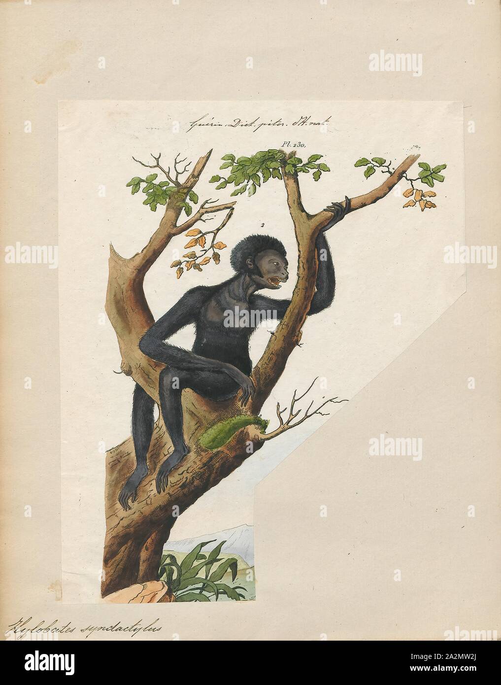 Hylobates syndactylus, Print, The siamang (Symphalangus syndactylus) is an arboreal black-furred gibbon native to the forests of Indonesia, Malaysia and Thailand. The largest of the gibbons, the siamang can be twice the size of other gibbons, reaching 1 m in height, and weighing up to 14 kg. The siamang is the only species in the genus Symphalangus., 1700-1880 Stock Photo