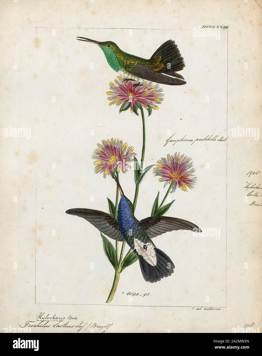 Hylocharis lactea, Print, Hylocharis is a genus of hummingbird, in the family Trochilidae., 1820-1860 Stock Photo