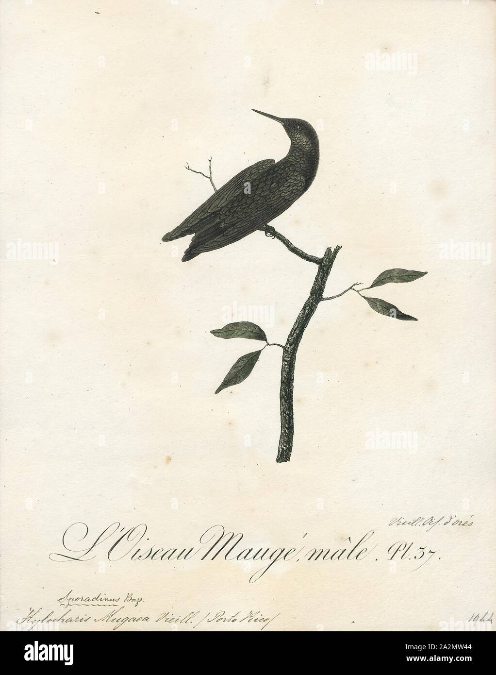 Hylocharis maugaea, Print, Hylocharis is a genus of hummingbird, in the family Trochilidae., 1802 Stock Photo