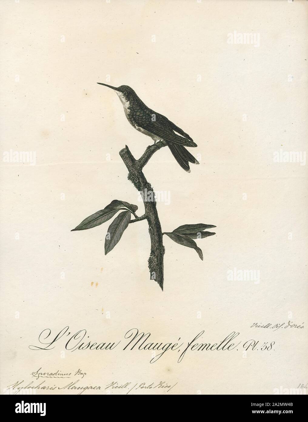 Hylocharis maugaea, Print, Hylocharis is a genus of hummingbird, in the family Trochilidae., 1802 Stock Photo