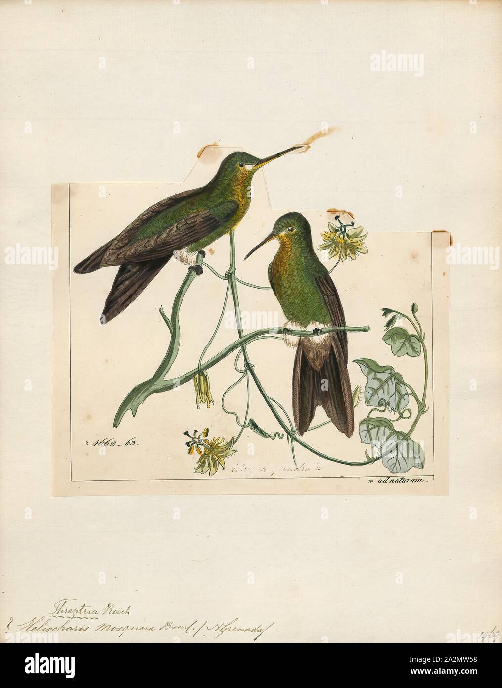 Hylocharis mosquera, Print, Hylocharis is a genus of hummingbird, in the family Trochilidae., 1820-1860 Stock Photo