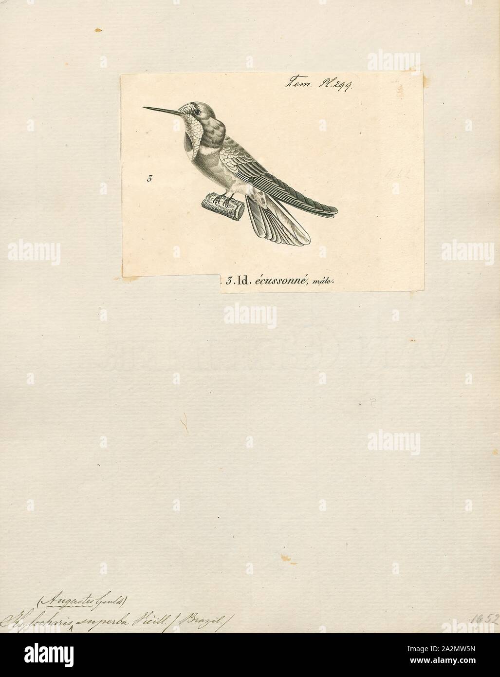 Hylocharis superba, Print, Hylocharis is a genus of hummingbird, in the family Trochilidae., 1700-1880 Stock Photo