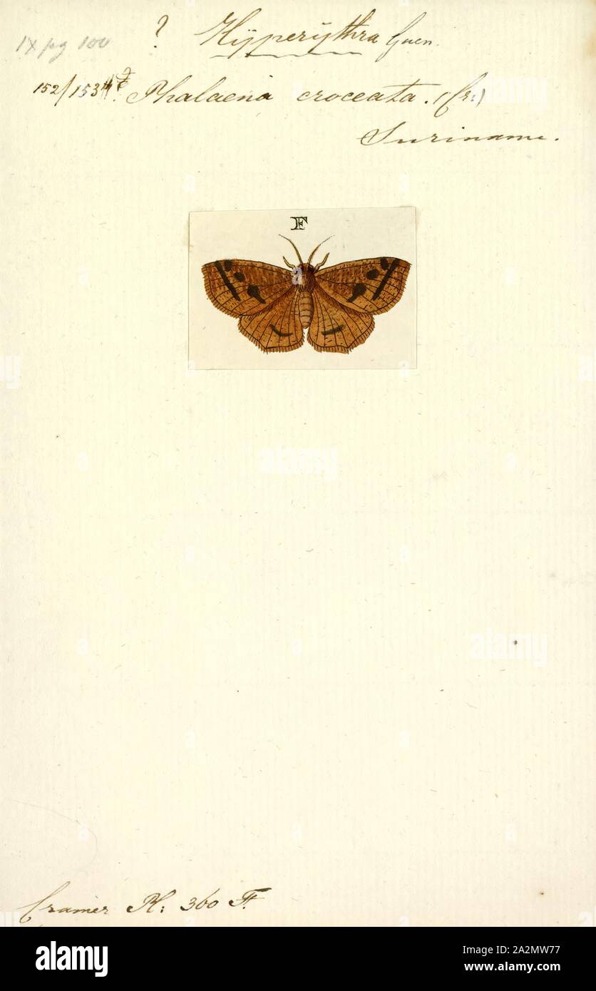 Hyperythra, Print, Hyperythra is a genus of moths in the family Geometridae. It was erected by Achille Guenée in 1857 Stock Photo