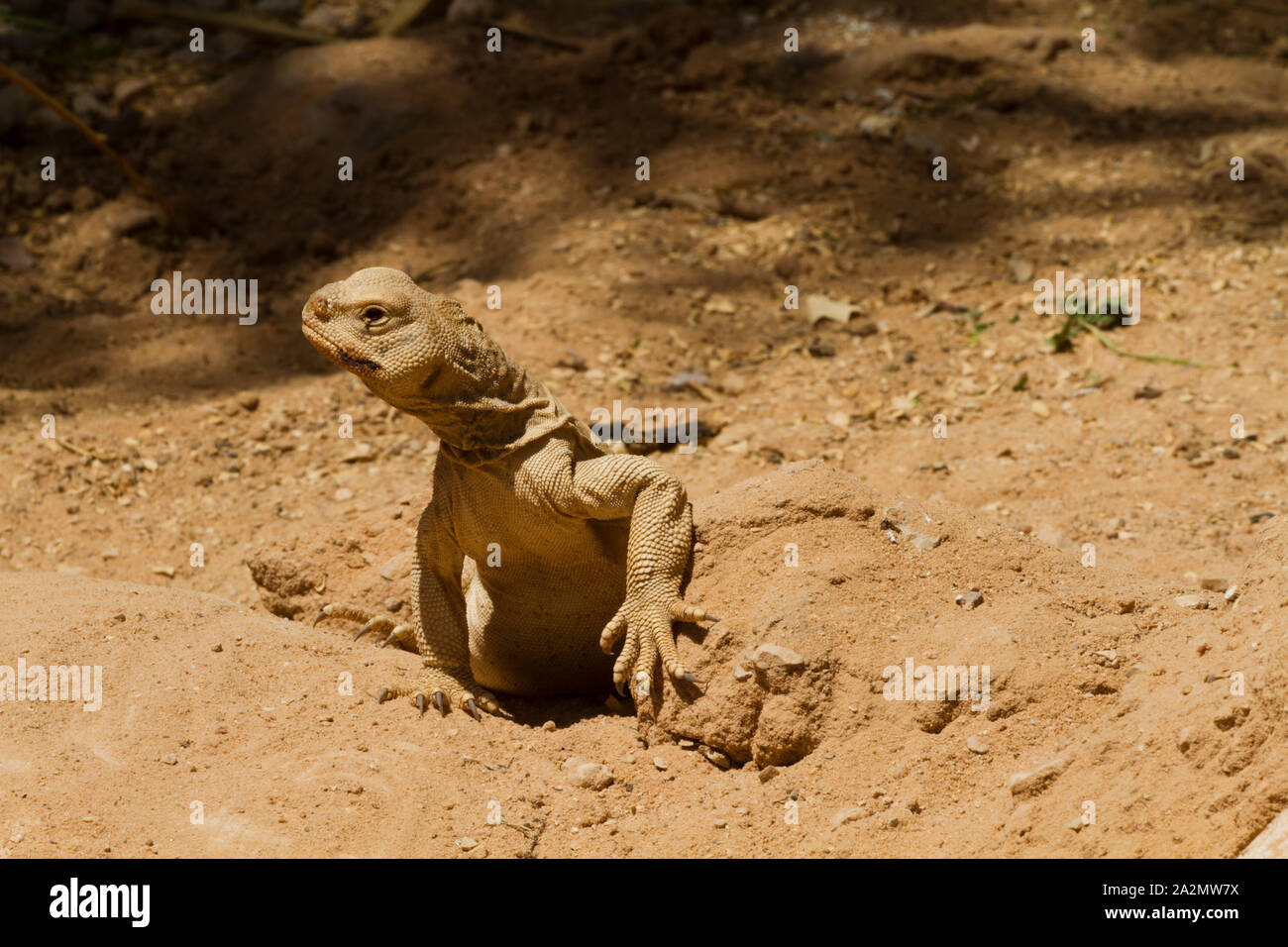 Dabb Lizards 'Egyptian spinytailed lizard (Uromastyx aegyptia) חרדון