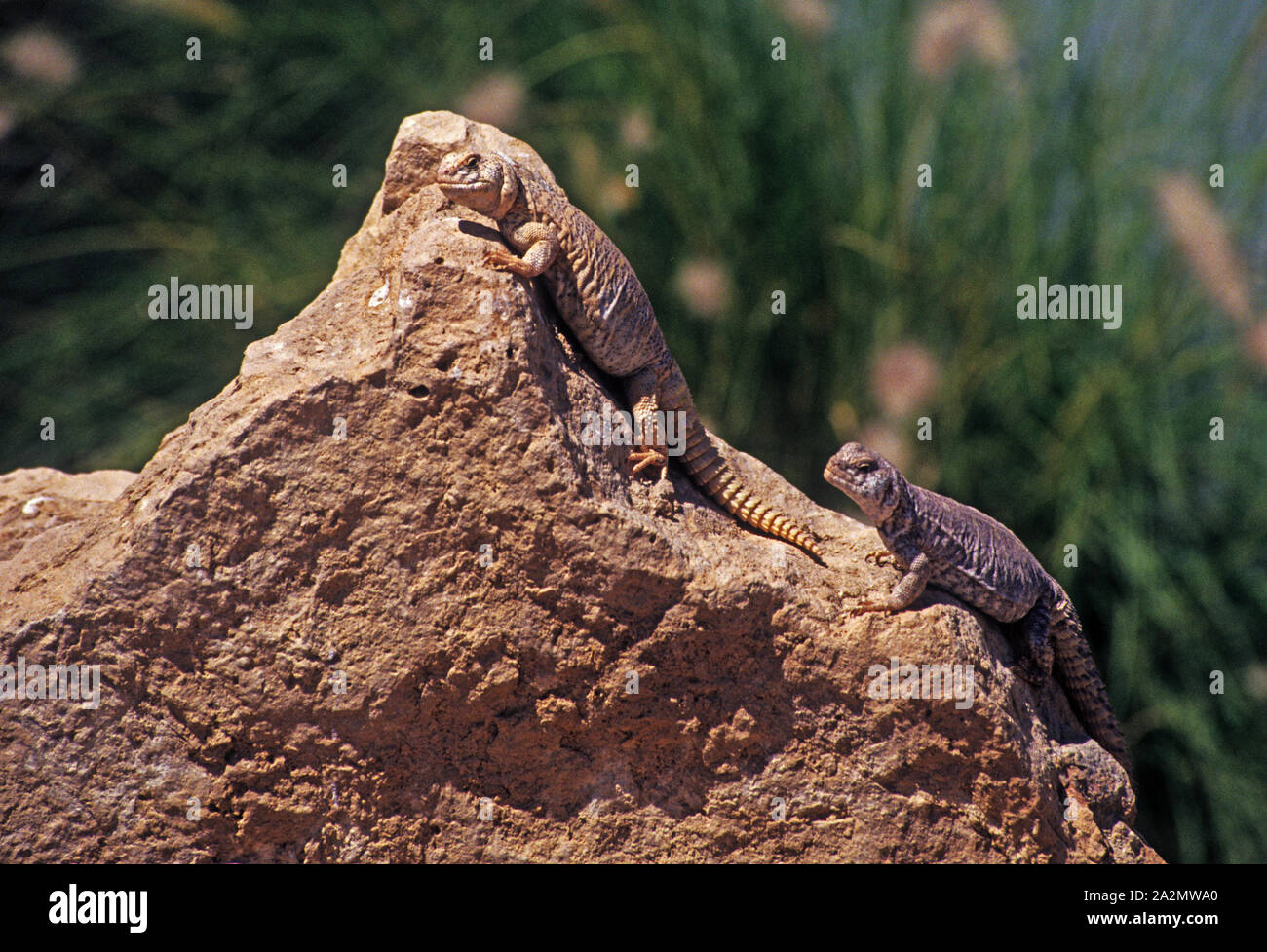 Dabb Lizards 'Egyptian spinytailed lizard (Uromastyx aegyptia) חרדון