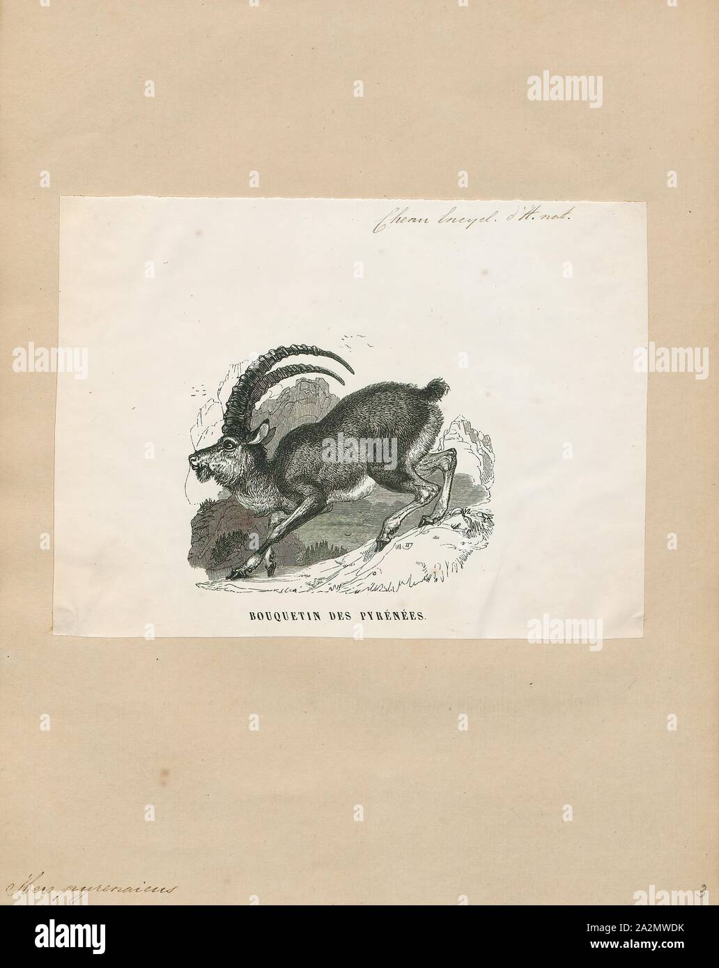 Ibex pyrenaicus, Print, 1700-1880 Stock Photo