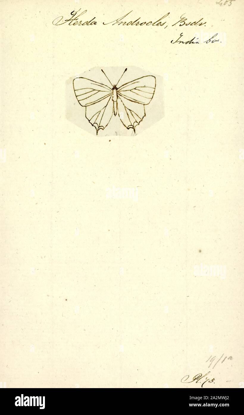 Ilerda, Print, Heliophorus is a genus of lycaenid butterflies Stock Photo