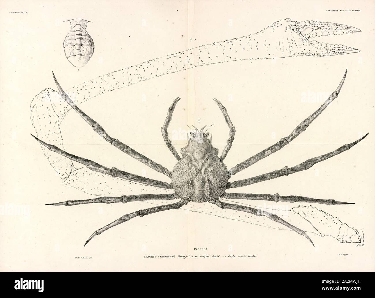 Miocene crab hires stock photography and images Alamy