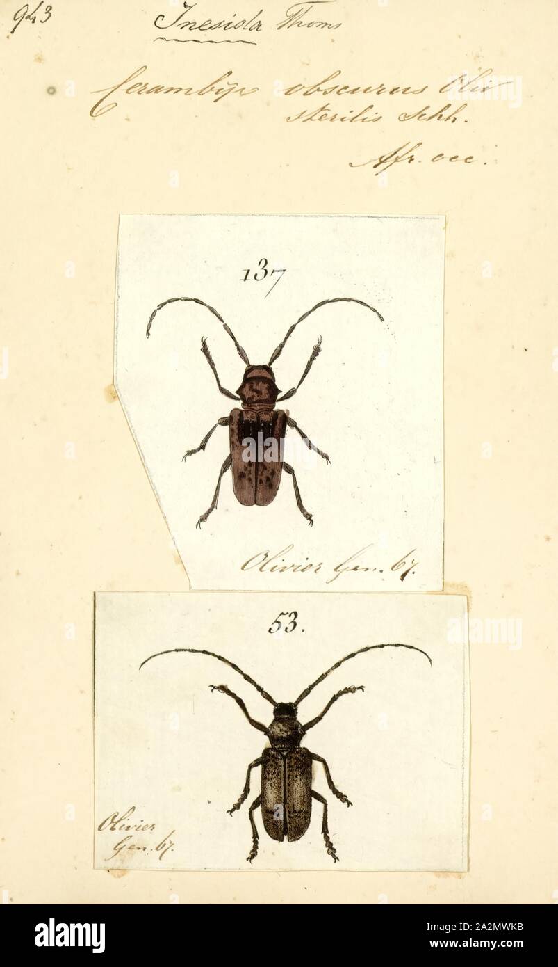 Inesida, Print, Phryneta is a genus of flat-faced longhorn beetles belonging to the family Cerambycidae Stock Photo