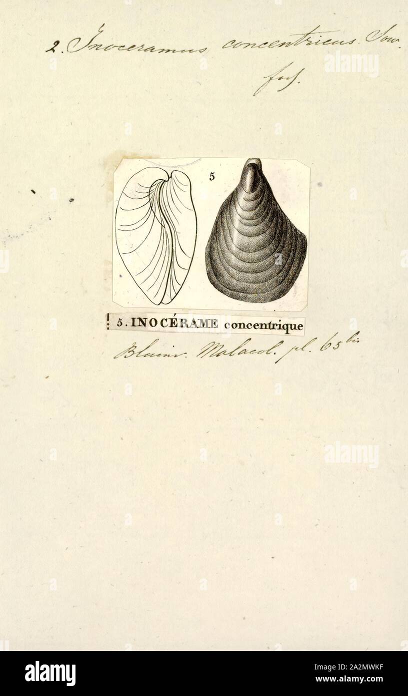 Inoceramus concentricus, Print, Inoceramus is an extinct genus of fossil marine pteriomorphian bivalves that superficially resembled the related winged pearly oysters of the extant genus Pteria. They lived from the Early Jurassic to latest Cretaceous Stock Photo