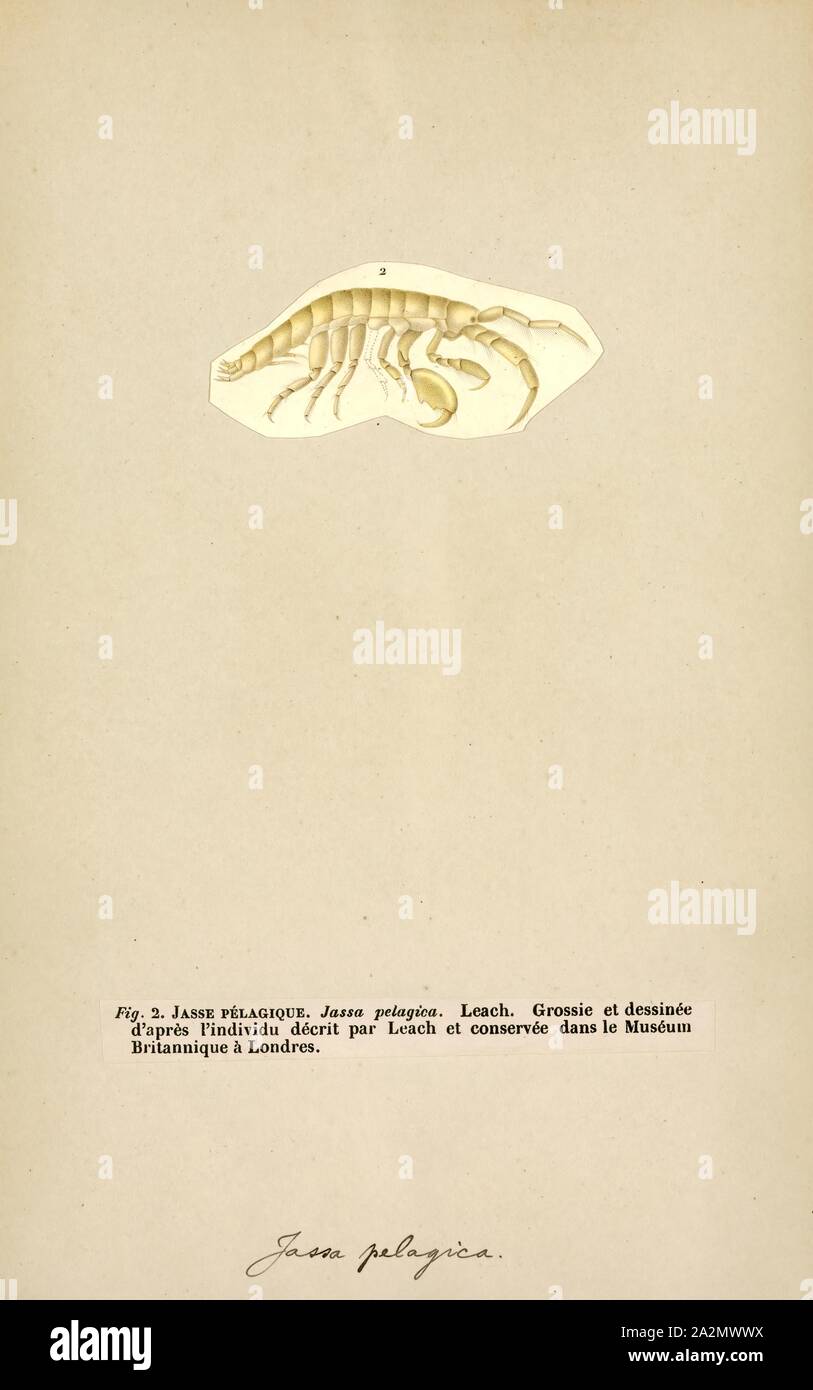 Jassa pelagica, Print, Jassa is a genus of amphipods in the family Ischyroceridae Stock Photo
