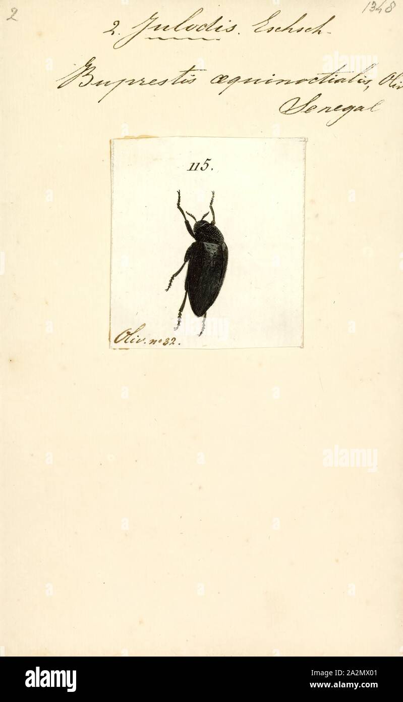 Julodis hires stock photography and images Alamy