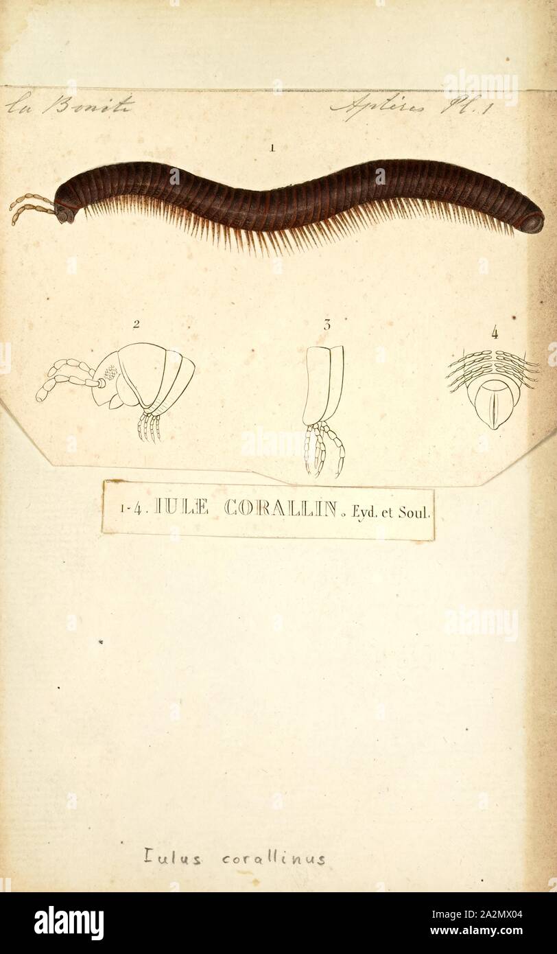 Julus hi-res stock photography and images - Alamy