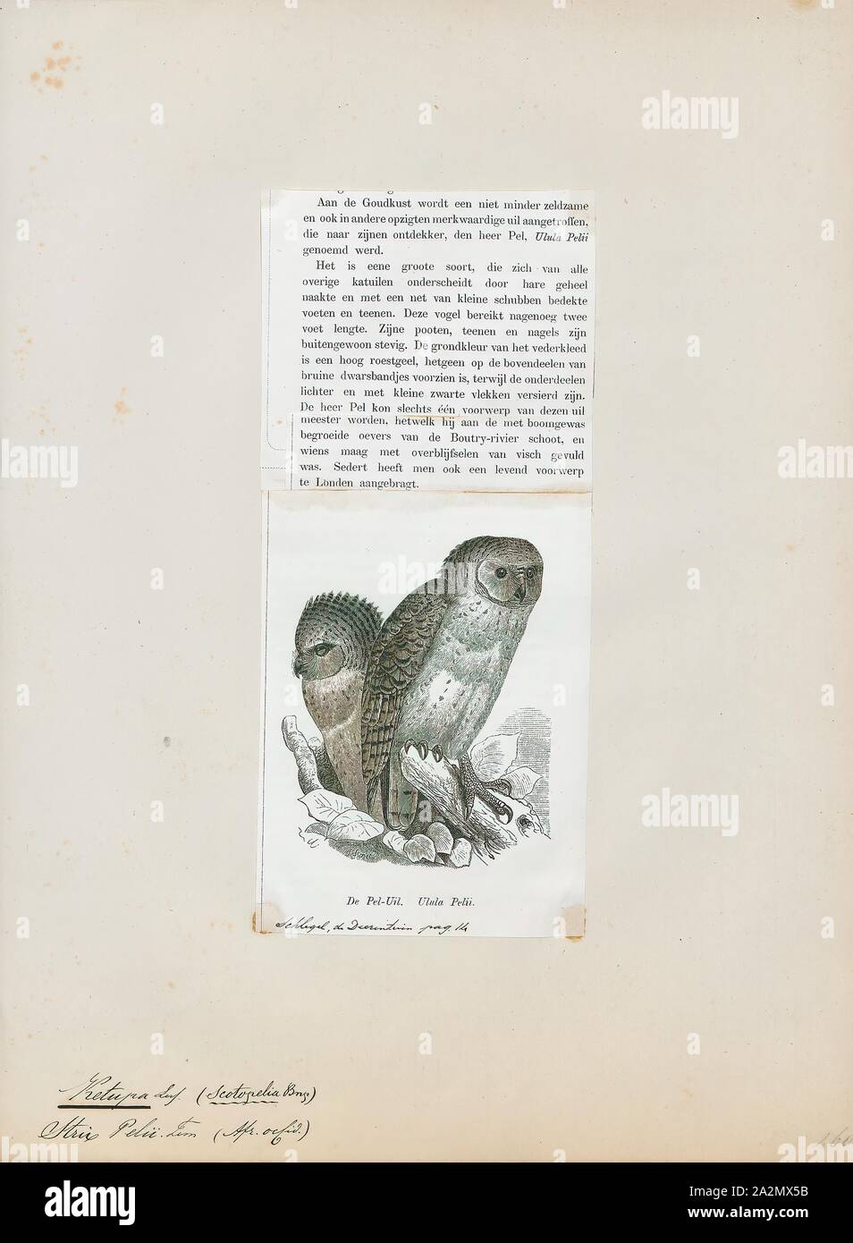 Ketupa peli, Print, Fish owls are a polyphyletic group of owls in the family Strigidae, found in East, South and Southeast Asia (including parts of Indonesia). Although they have historically been placed within their own genus, Ketupa, genetic analysis has shown that they are better placed in the genus Bubo., 1872 Stock Photo