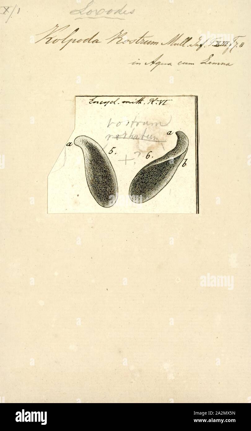 Kolpoda rostrum, Print Stock Photo - Alamy