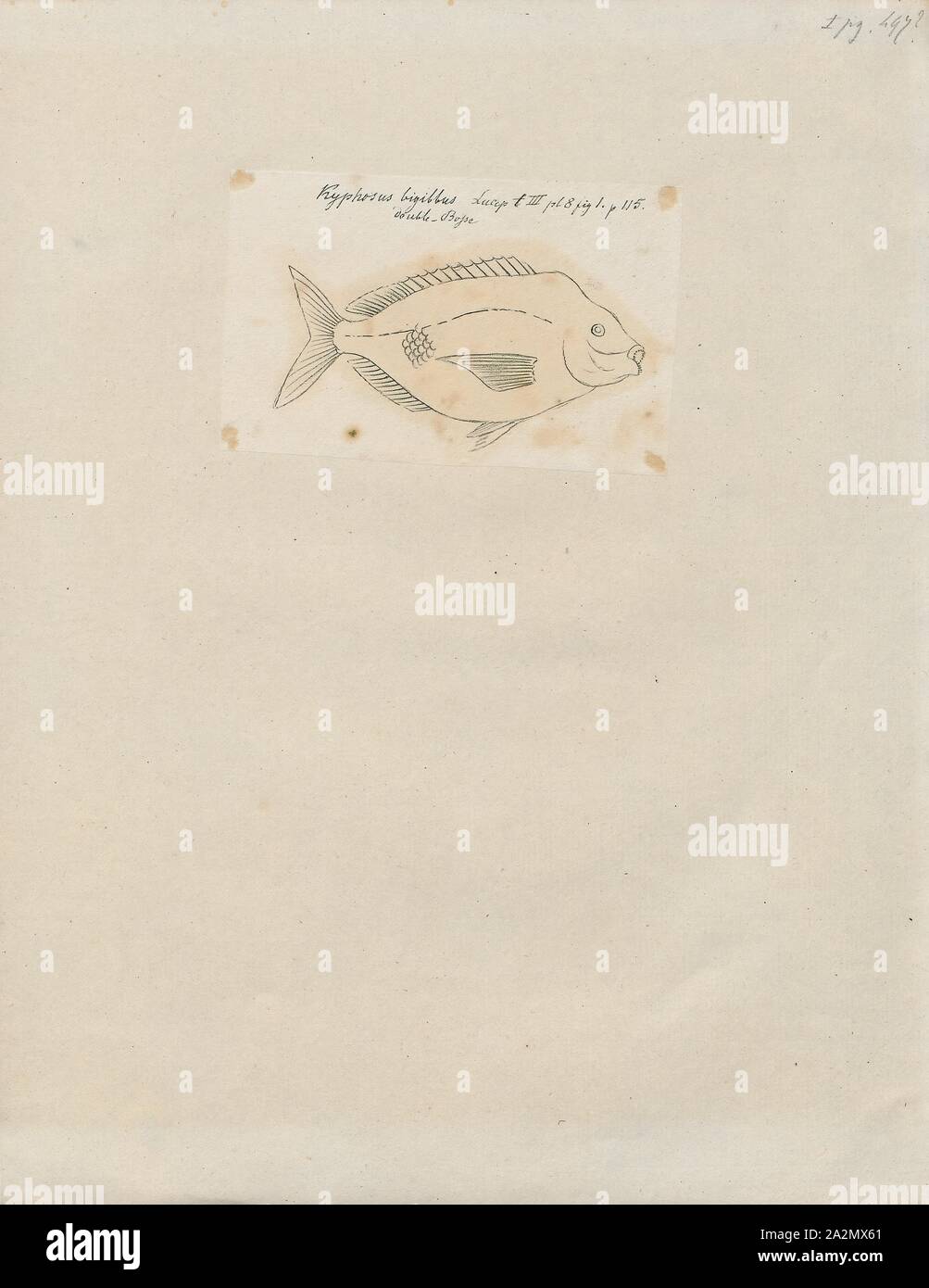 Kyphosus bigibbus, Print, The brown chub (Kyphosus bigibbus) is a species of sea chub found in tropical oceans worldwide., 1700-1880 Stock Photo