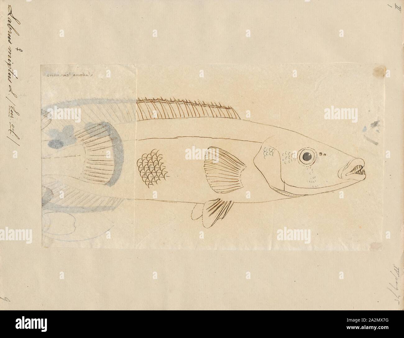 Labrus mixtus, Print, The cuckoo wrasse (Labrus mixtus) is a species of wrasse native to the eastern Atlantic Ocean from Norway to Senegal, including the Azores and Madeira. It is also found in the Mediterranean Sea. They can be found amongst the algae on rocky shores at depths from 2 to 200 m (6.6 to 656.2 ft), though mostly between 40 and 80 m (130 and 260 ft). This species is an important food fish for local populations and is also popular as a game fish. It is also a popular fish for display in public aquaria., 1700-1880 Stock Photo