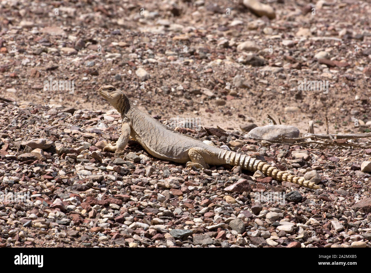 Dabb Lizards 'Egyptian spiny-tailed lizard (Uromastyx aegyptia) חרדון צב Stock Photo