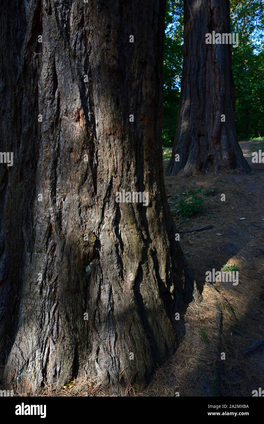 Two sequoia trees, one in front and one in the back. Koenigstuhl, Odenwald, Baden-Wuerttemberg, Germany. Stock Photo