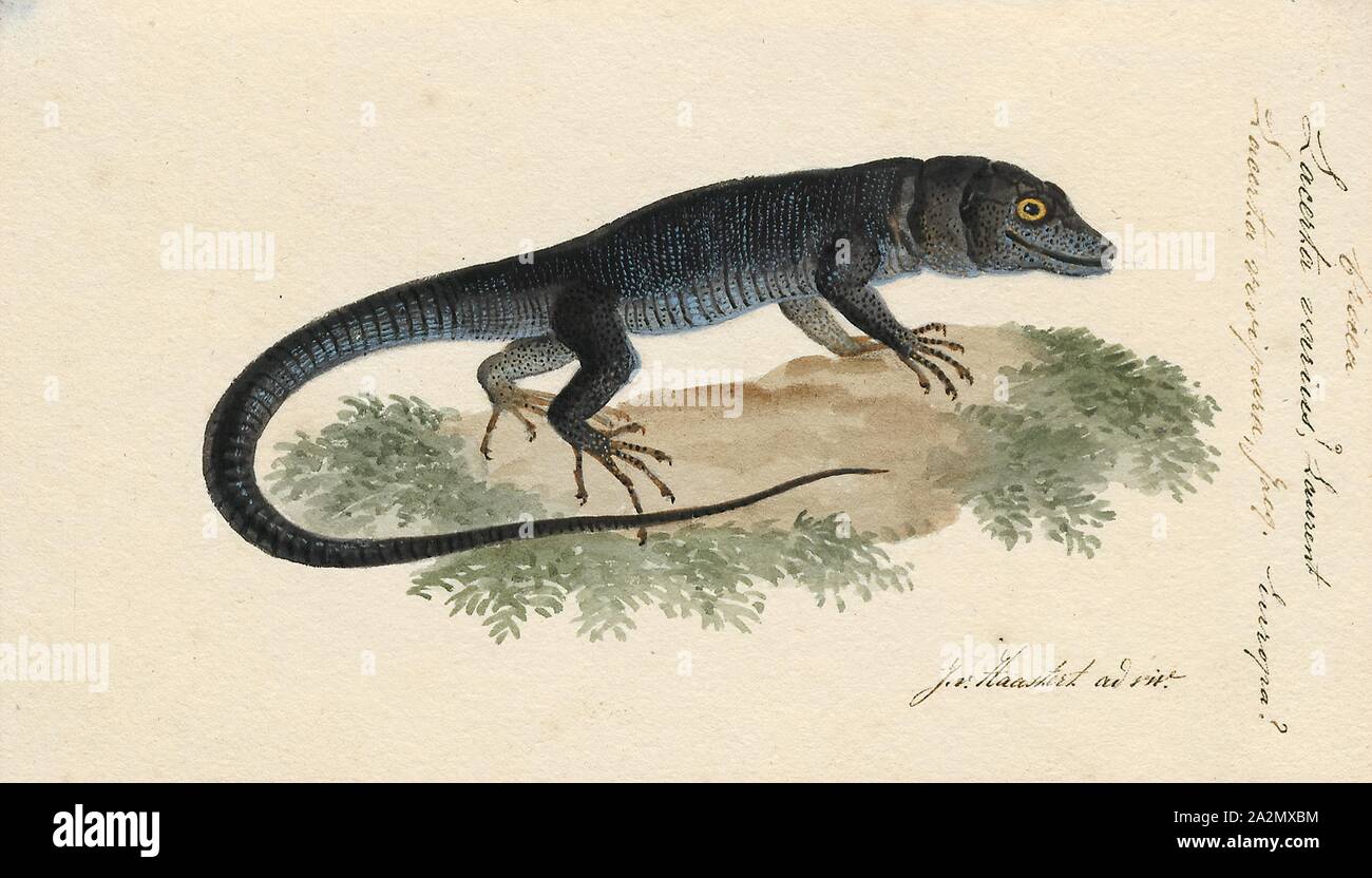 Member of the monitor lizard family hires stock photography and images