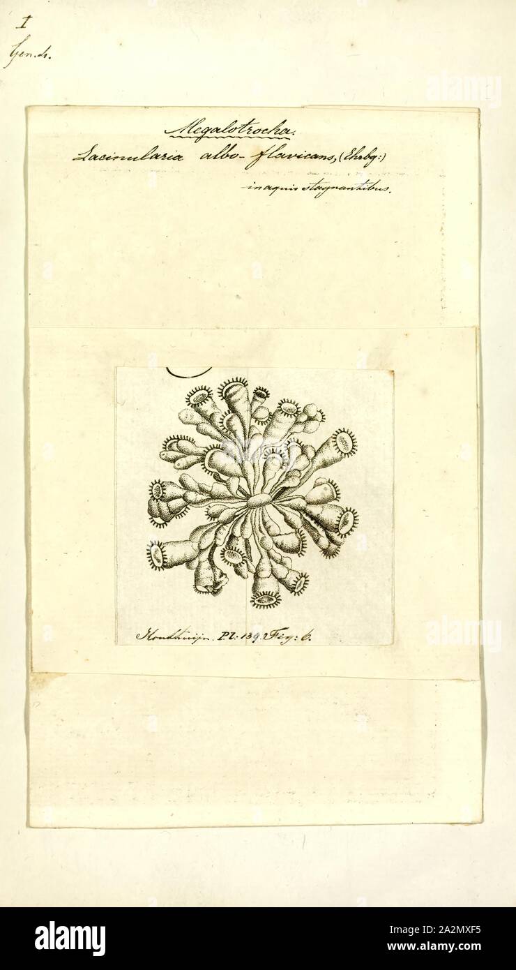 Lacinularia albo-flavicans, Print Stock Photo