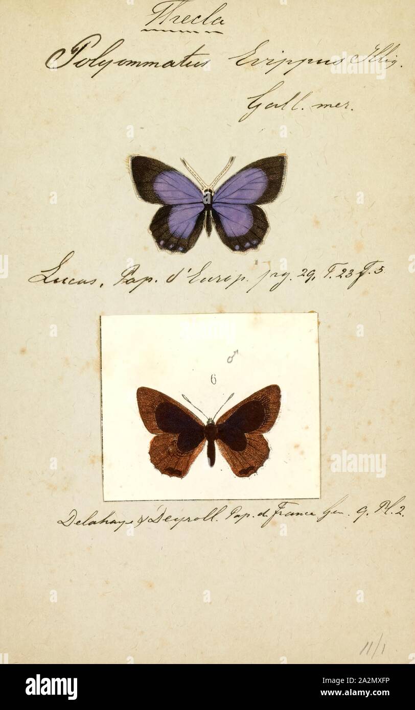 Laeosopis, Print, Laeosopis is a monotypic butterfly genus in the family Lycaenidae. Its only species is Laeosopis roboris, the Spanish purple hairstreak, which is found on the Iberian Peninsula and south-eastern France Stock Photo