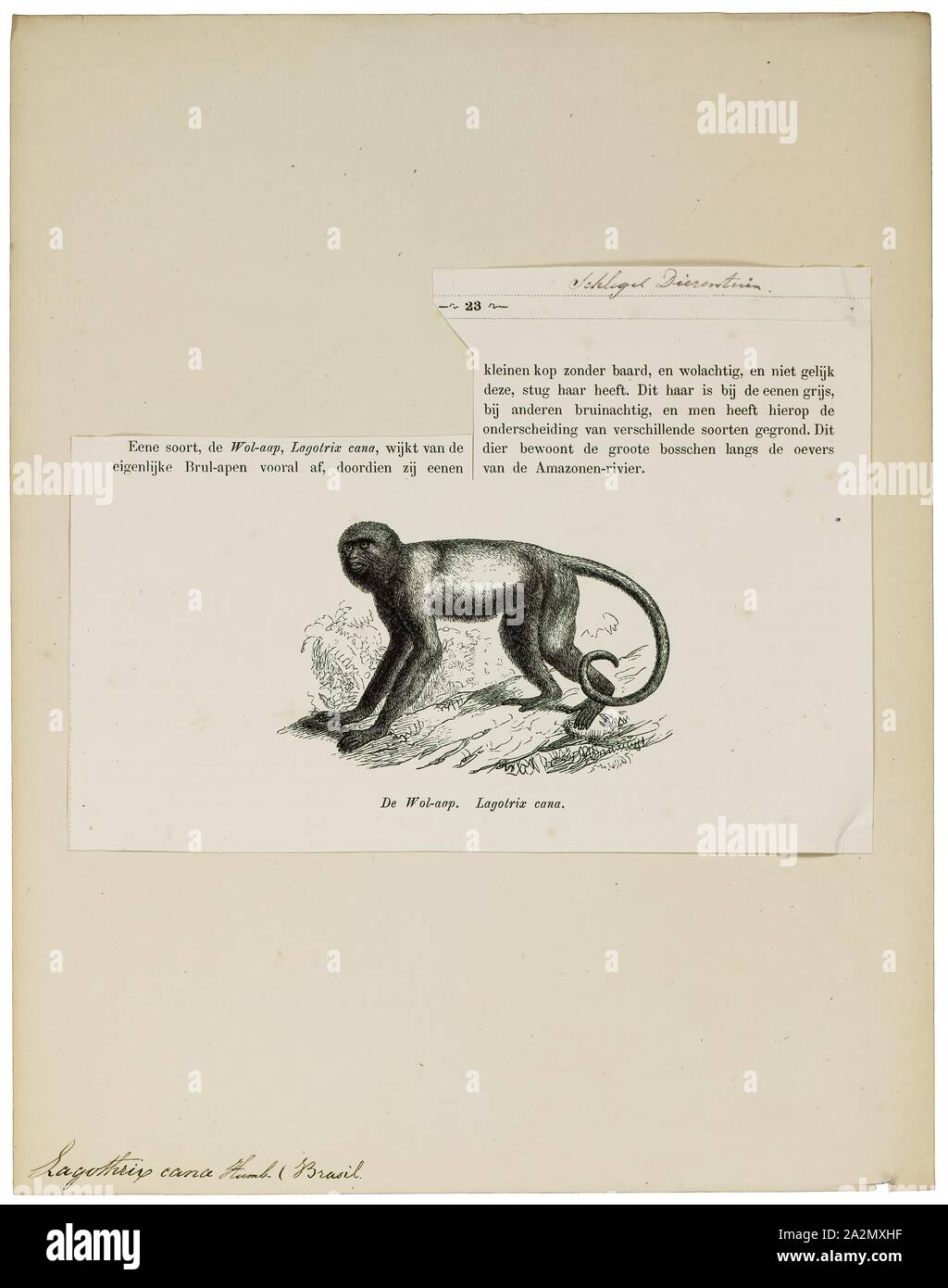 Monkey feet Cut Out Stock Images &amp; Pictures - Alamy