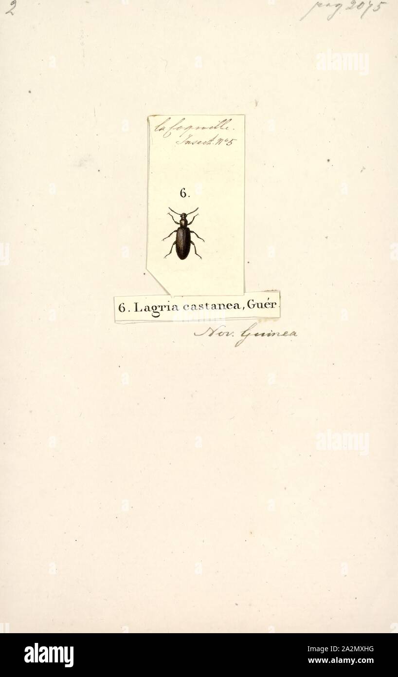 Lagria, Print, Lagria hirta is a species of beetles in the family Tenebrionidae Stock Photo