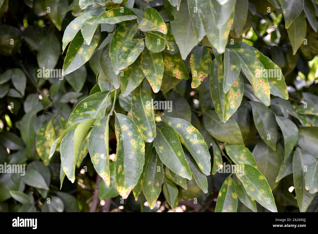 Citrus canker it is a disease affecting Citrus species caused by the bacterium Xanthomonas axonopodis. Stock Photo