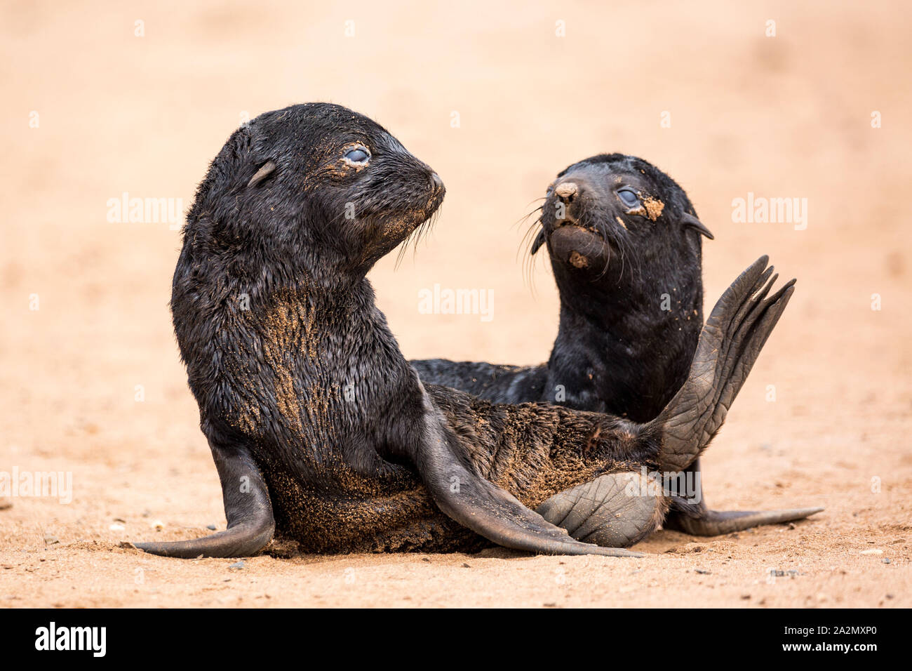 South African Fur Seal babies at Cape Cross Seal Reserve, Namibia, Africa Stock Photo