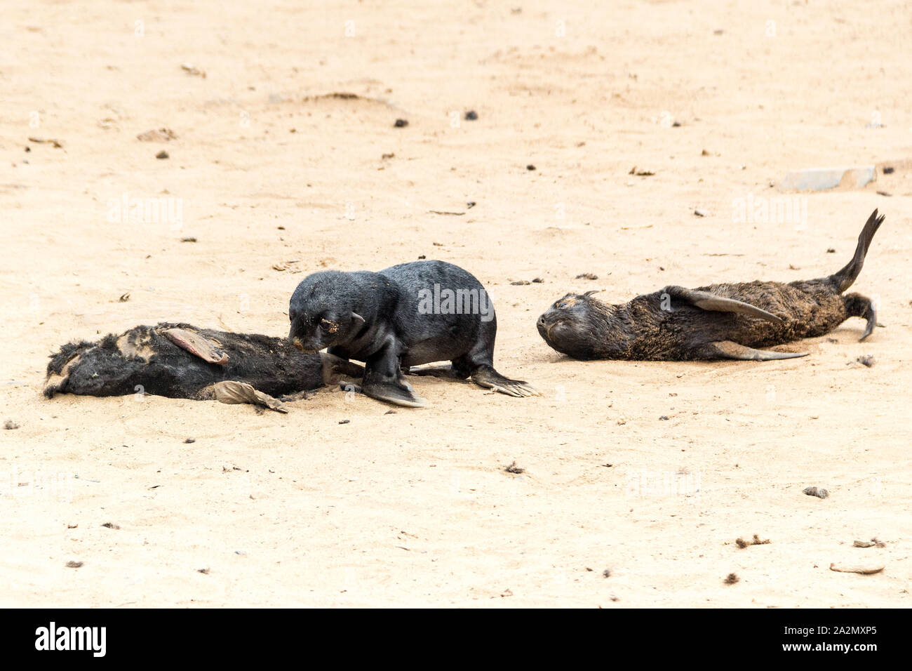Lonely South African Fur Seal babies are dying at Cape Cross Seal Reserve, Namibia, Africa Stock Photo