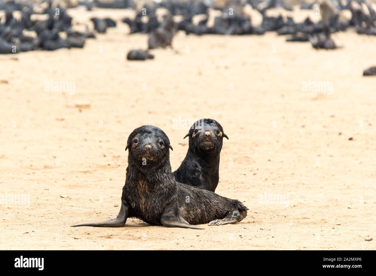 South African Fur Seal babies nearby their colony, Cape Cross Seal Reserve, Namibia, Africa Stock Photo