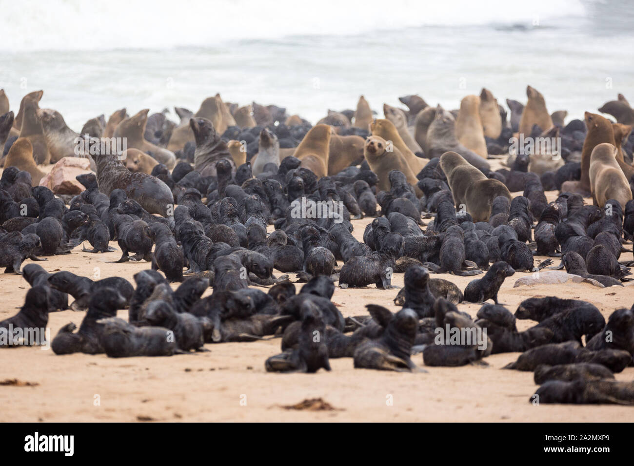 south-african-fur-seal-colony-at-cape-cross-seal-reserve-namibia