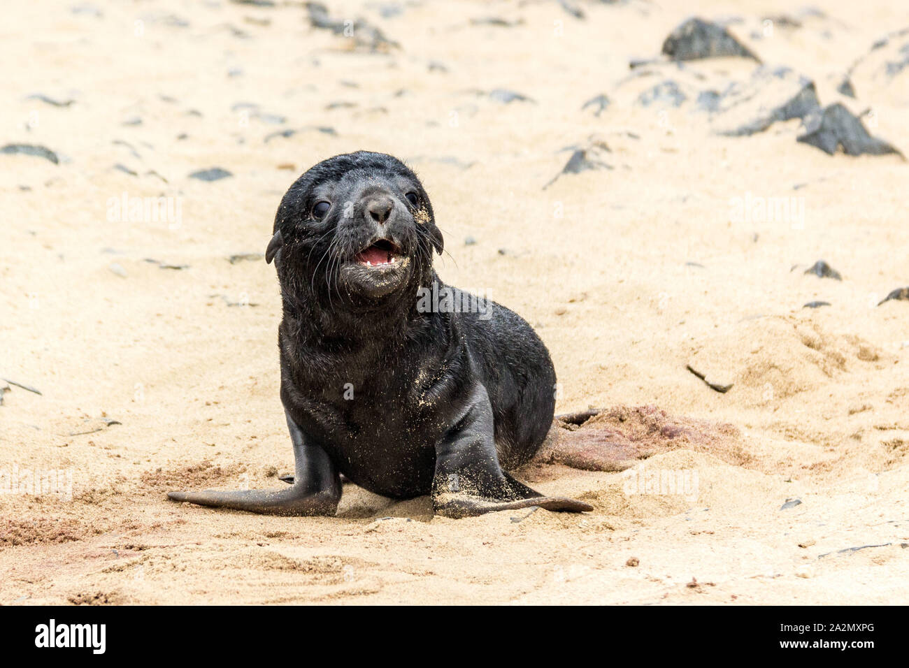 South African Fur Seal baby crying at Cape Cross Seal Reserve, Namibia, Africa Stock Photo