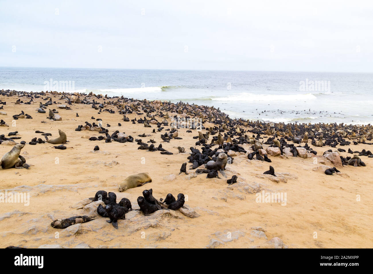 South African Fur Seal colony at Cape Cross Seal Reserve, Namibia, Africa Stock Photo