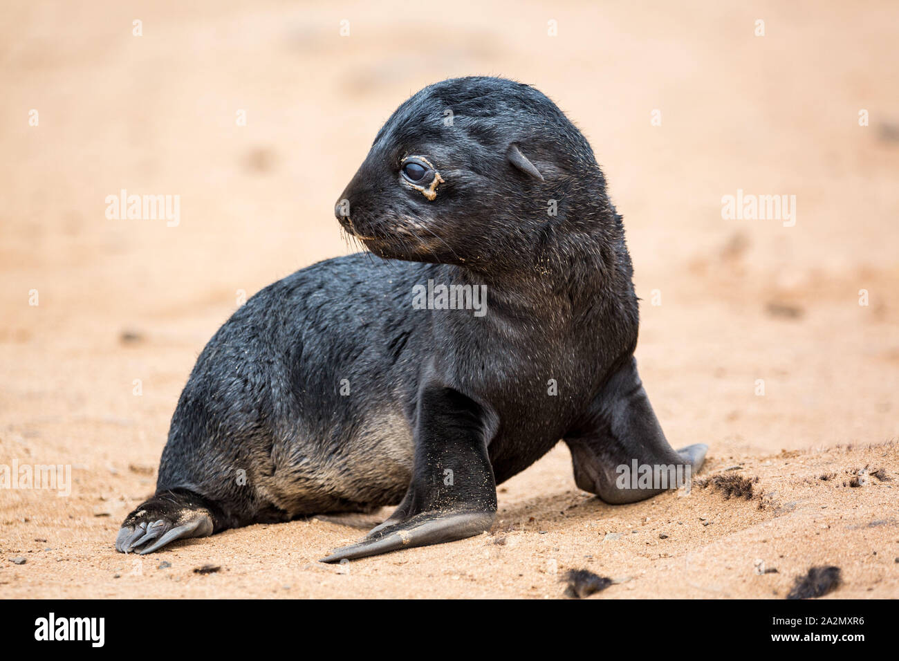 Lonely South African Fur Seal baby at Cape Cross Seal Reserve, Namibia