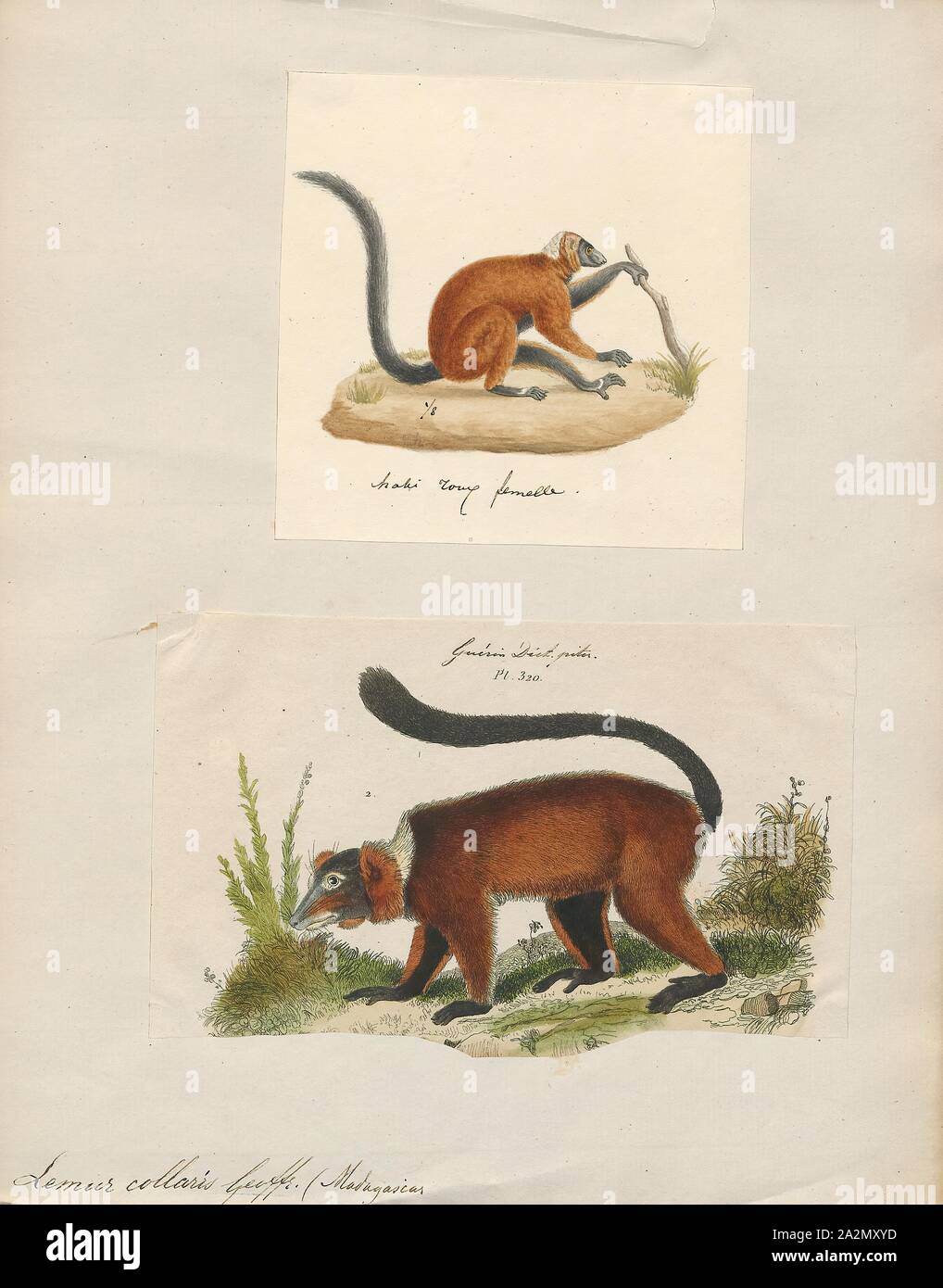 Lemur collaris, Print, Lemurs (from Latin lemures – ghosts or spirits) are mammals of the order Primates, divided into 8 families and consisting of 15 genera and around 100 existing species. They are native only to the island of Madagascar. Most existing lemurs are small, have a pointed snout, large eyes, and a long tail. They chiefly live in trees (arboreal), and are active at night (nocturnal)., 1700-1880 Stock Photo