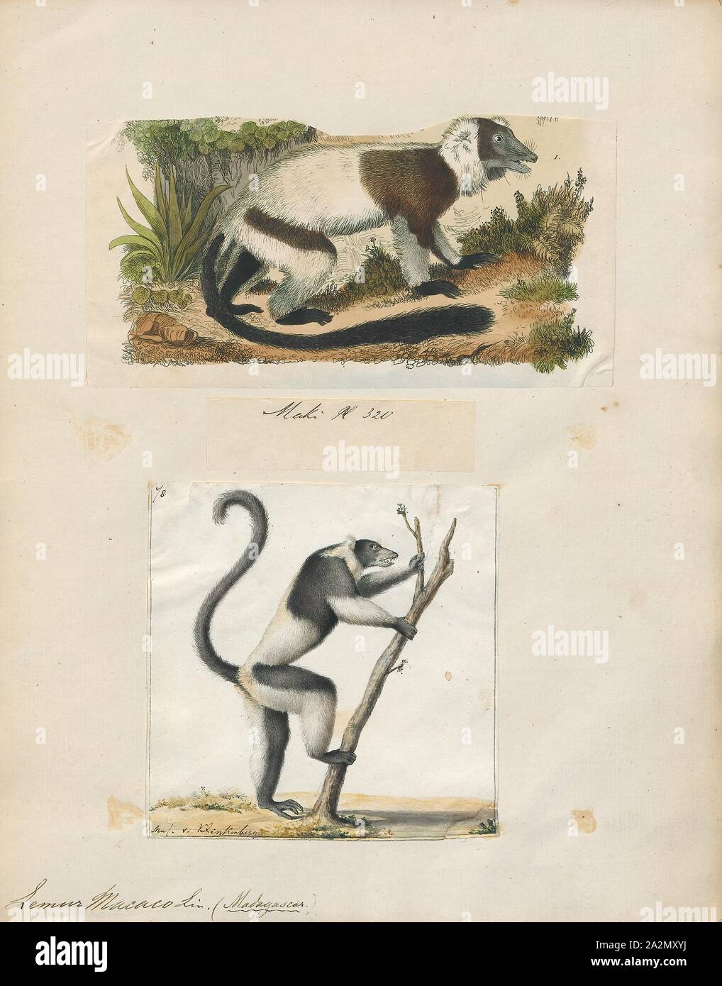 Lemur macaco, Print, Lemurs (from Latin lemures – ghosts or spirits) are mammals of the order Primates, divided into 8 families and consisting of 15 genera and around 100 existing species. They are native only to the island of Madagascar. Most existing lemurs are small, have a pointed snout, large eyes, and a long tail. They chiefly live in trees (arboreal), and are active at night (nocturnal)., 1700-1880 Stock Photo